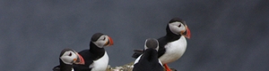 Puffins